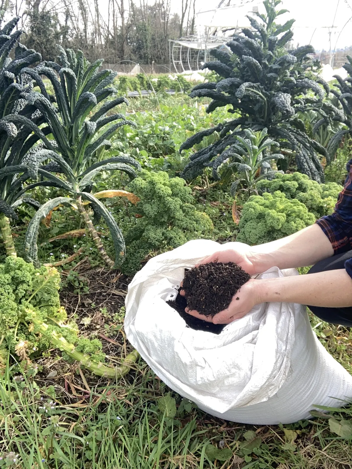 Mains tenant du compost sorti d'un sac, dans une parcelle de choux kale