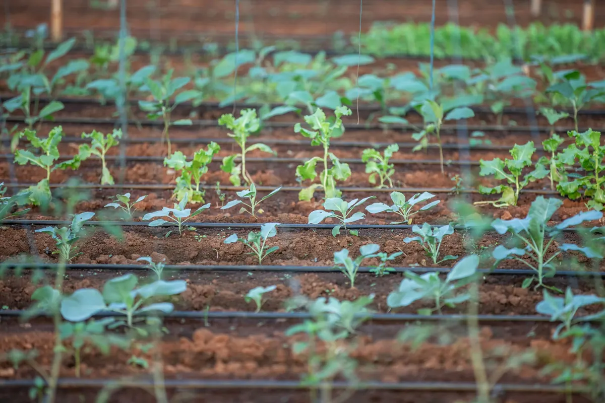Rangs de jeunes plants en maraîchage, terre sombre et irrigation goutte-à-goutte