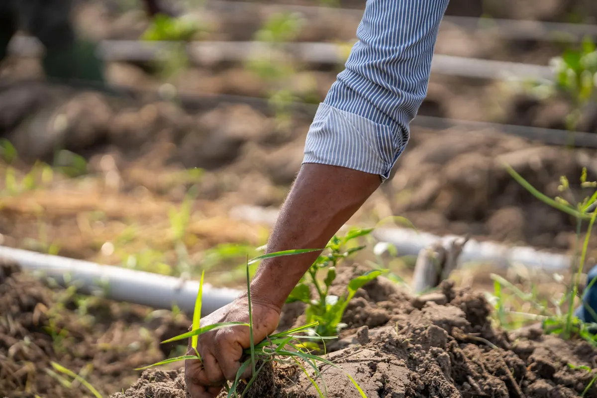 Main d'un maraîcher plantant un jeune plant dans une terre sombre