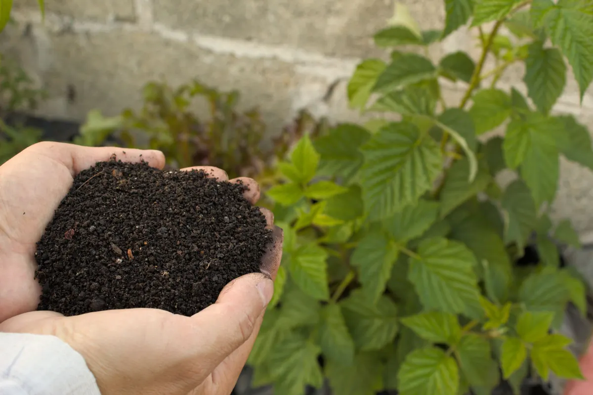 Deux mains tiennent du compost sombre et grumeleux, jeunes pousses en arrière-plan